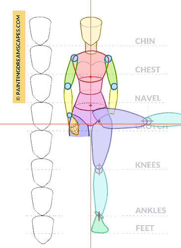 girl proportions